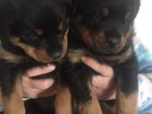 Puppies for sale rottweiler - Sweden, Lidkoping. Price 10 €