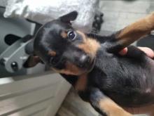 Puppies for sale miniature pinscher - Malta, Valletta. Price 11 €