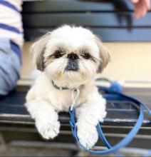 Puppies for sale shih tzu - Poland, Warsaw