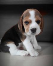 Puppies for sale beagle - Ireland, Tyrone