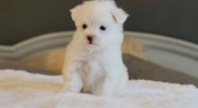 Puppies for sale , maltese puppies - Malta, Valletta