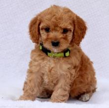 Puppies for sale , cavapoo puppies - Latvia, Preili