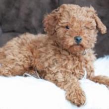 Puppies for sale poodle - Belgium, Liege