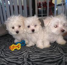 Puppies for sale maltese - Romania, Constanta