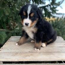 Puppies for sale bernese mountain dog - Slovenia, Subbotitsa