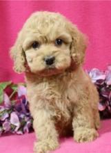 Puppies for sale , cockapoo  puppies - Portugal, Lisbon