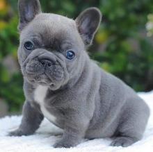 Puppies for sale french bulldog - Finland, Tampere