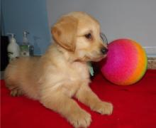 Puppies for sale , golden retriever puppies - Denmark, Aarhus