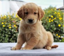 Puppies for sale golden retriever, golden retriever puppies available for sale - United Kingdom, London, London. Price 375 €