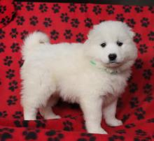 Puppies for sale samoyed dog (samoyed) - Azerbaijan, Azerbaijan