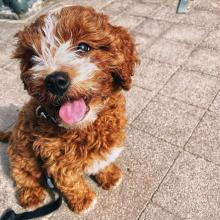 Puppies for sale , cavapoo - Armenia, Gyumri