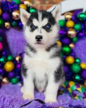 Puppies for sale haski, siberian husky - United Kingdom, London