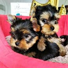 Puppies for sale yorkshire terrier - United Kingdom, London