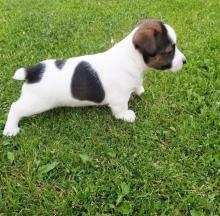 Puppies for sale jack russell terrier - Hungary, Budapest