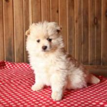 Puppies for sale pomeranian spitz - Czech Republic, Dobrzhish