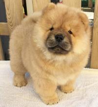 Puppies for sale chow chow - Ireland, Dublin