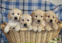 Puppies for sale golden retriever - Canada, Newfoundland and Labrador