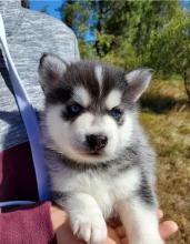 Продам щенка , pomsky puppies - Latvia, Dobele