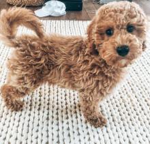 Puppies for sale toy-poodle - Ireland, Galway