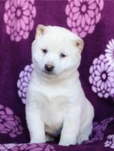 Puppies for sale , shiba inu puppies - Sweden, Stockholm