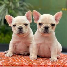 Puppies for sale french bulldog - Ukraine, Kiev