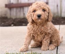 Puppies for sale , cockapoo - Czech Republic, Olomouc