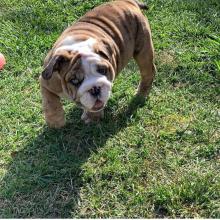 Puppies for sale english bulldog - Netherlands, Amsterdam