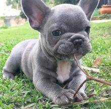 Puppies for sale french bulldog - Ukraine, Kiev