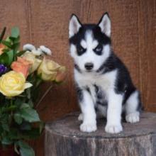 Puppies for sale , siberian husky - Russia, Samara