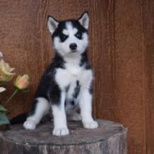 Puppies for sale , siberian husky - Russia, Omsk