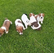 Puppies for sale jack russell terrier - Moldova, Balti