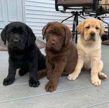 Puppies for sale labrador retriever - Ireland, Londonderry