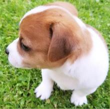 Puppies for sale jack russell terrier - Italy, Palermo