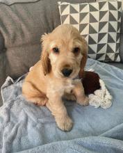 Puppies for sale cocker spaniel - Ireland, Dublin