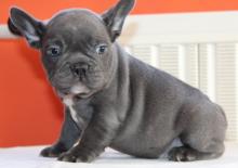 Puppies for sale french bulldog - Ireland, Dublin. Price 15 €