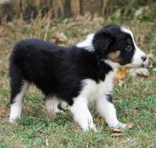 Puppies for sale bearded collie - Ireland, Dublin. Price 15 €