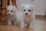 Puppies for sale maltese - Germany, Wuppertal