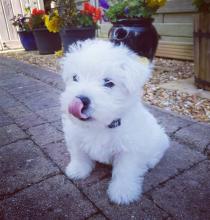 Puppies for sale west highland white terrier - Ireland, Londonderry