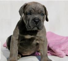 Puppies for sale other breed, cane corso - Ireland, Down