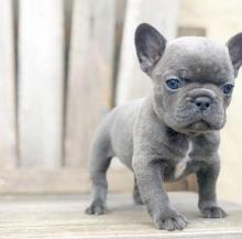 Puppies for sale french bulldog - Latvia, Madonna