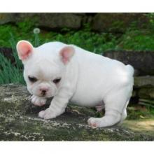 Puppies for sale french bulldog - Germany, Wuppertal