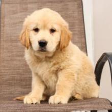 Puppies for sale golden retriever - France, Saint-Etienne