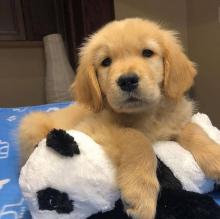 Puppies for sale golden retriever - Ireland, Galway