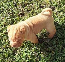 Puppies for sale shar pei - Ireland, Dublin. Price 12 €