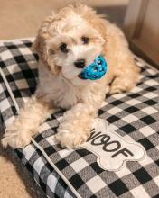 Puppies for sale , cockapoo - Czech Republic, Presov