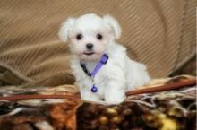 Puppies for sale maltese - Germany, Wuppertal