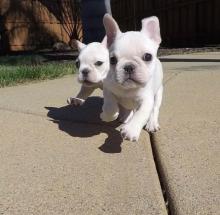 Puppies for sale french bulldog - Spain, , Valence