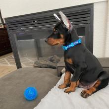 Puppies for sale doberman - Estonia, Tallinn