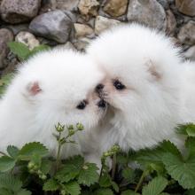 Dogs free pomeranian spitz - USA, Minnesota