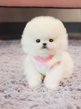 Puppies for sale , pomeranian puppies - Czech Republic, Olomouc